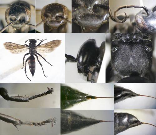 Réf. 246 859 : Entomobora crassitarsis